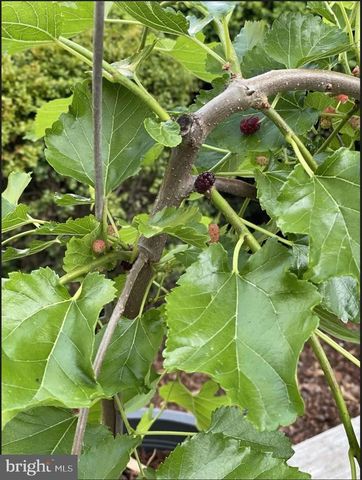 4035 TAYLOR DR, Fairfax, VA 22032