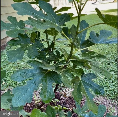 4035 TAYLOR DR, Fairfax, VA 22032