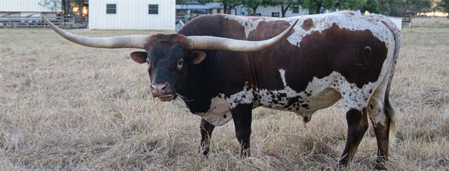 209 County Road 310, Rockdale, TX 76567