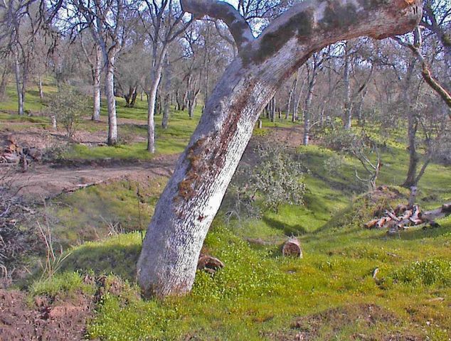 45483 Sand Creek Road, Yokuts Valley, CA 93675