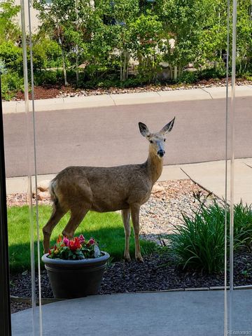 773 Sally Hill Court, Monument, CO 80132