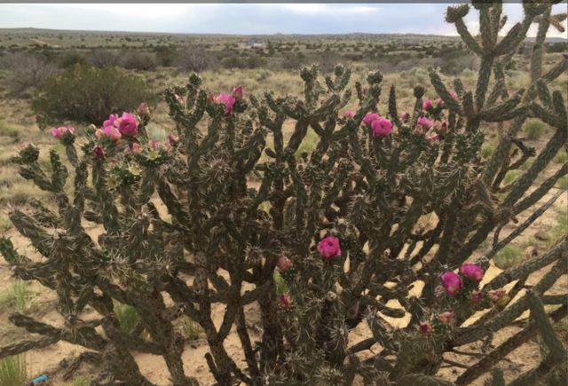 5225 Chopin Road NE, Rio Rancho, NM 87144