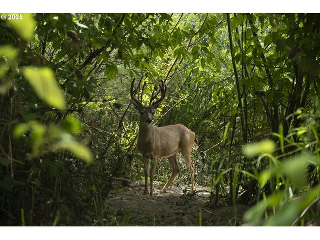 485 BROWN St, Glide, OR 97443