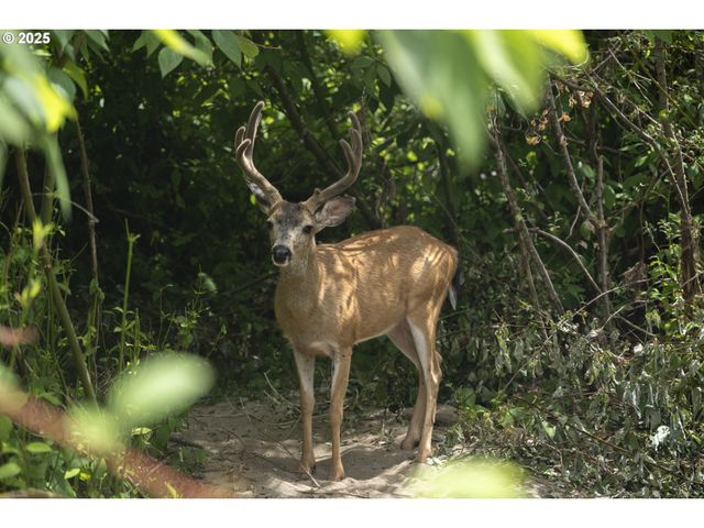 485 BROWN St, Glide, OR 97443