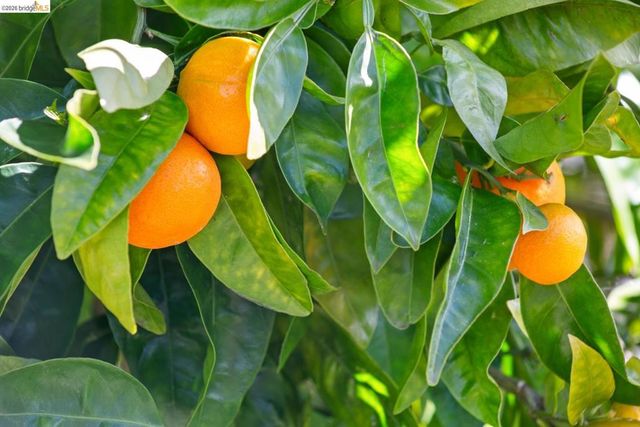 1119 1119 Miller Ave, Berkeley, CA 94708