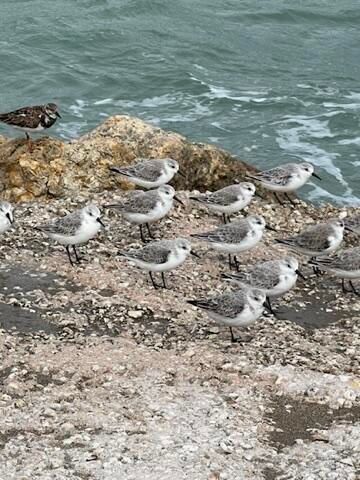 1151 Carlton Court 103, Fort Pierce, FL 34949