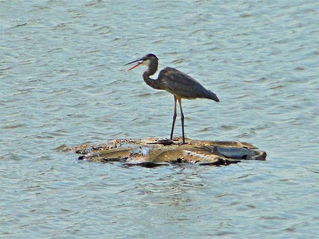 13 Wood Brook Way, Fitchburg, WI 53711