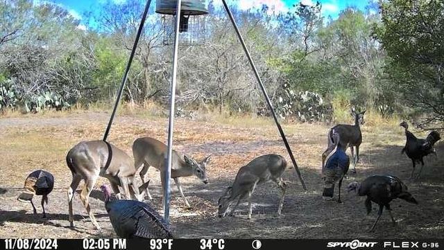 4204 County Road 308, Orange Grove, TX 78372