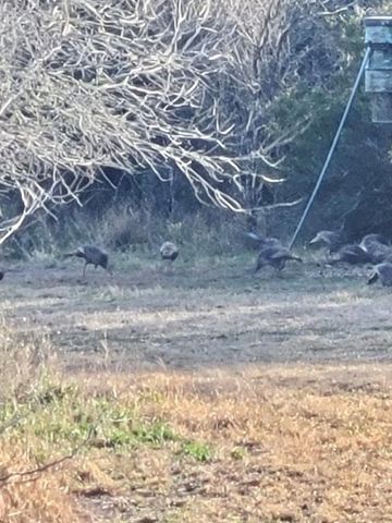 4204 County Road 308, Orange Grove, TX 78372