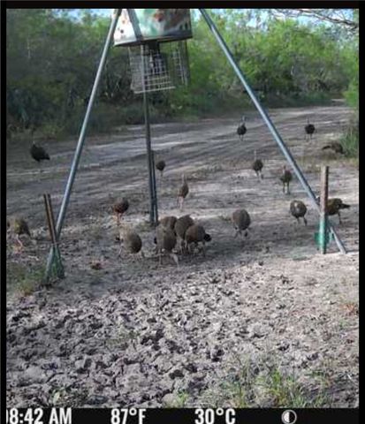 4204 County Road 308, Orange Grove, TX 78372