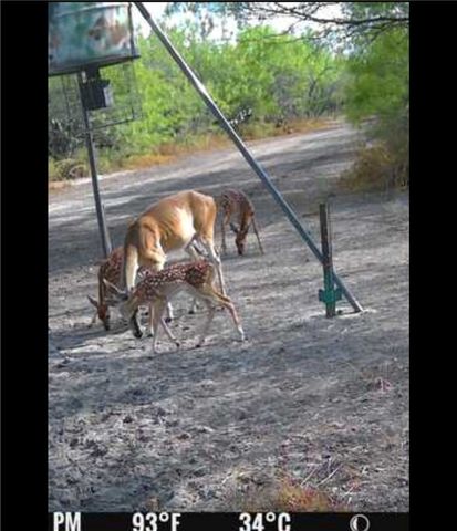 4204 County Road 308, Orange Grove, TX 78372