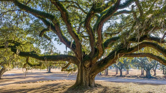 235 Country Club Lane, Charleston, SC 29412