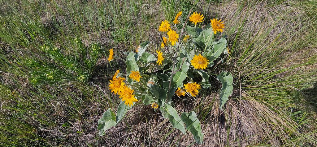 39784 US Hwy 93, Polson, MT 59860 photo 103