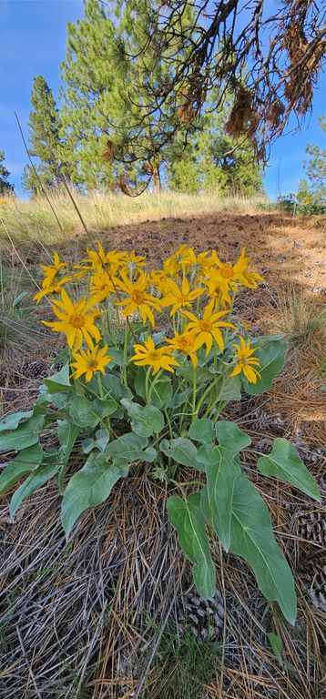 39784 US Hwy 93, Polson, MT 59860 photo 131