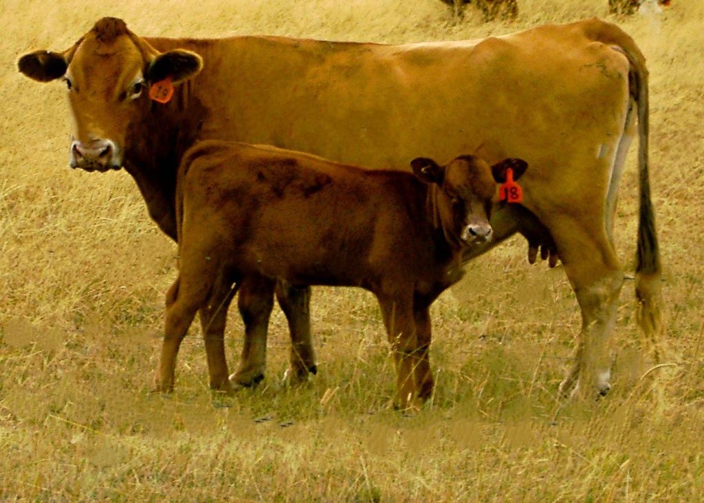 3306 Bears Road, Stevensville, MT 59870 photo 66