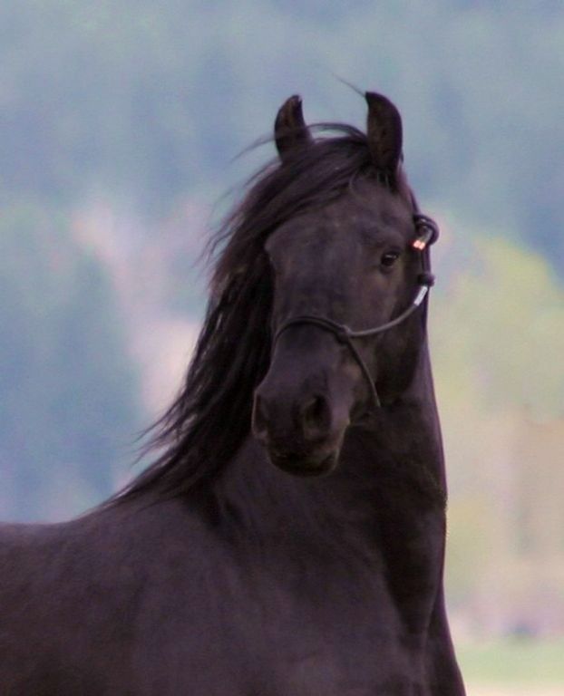 3306 Bears Road, Stevensville, MT 59870 photo 67