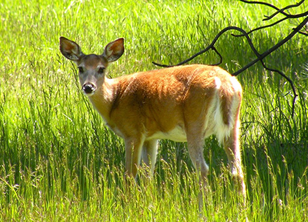 3306 Bears Road, Stevensville, MT 59870 photo 68