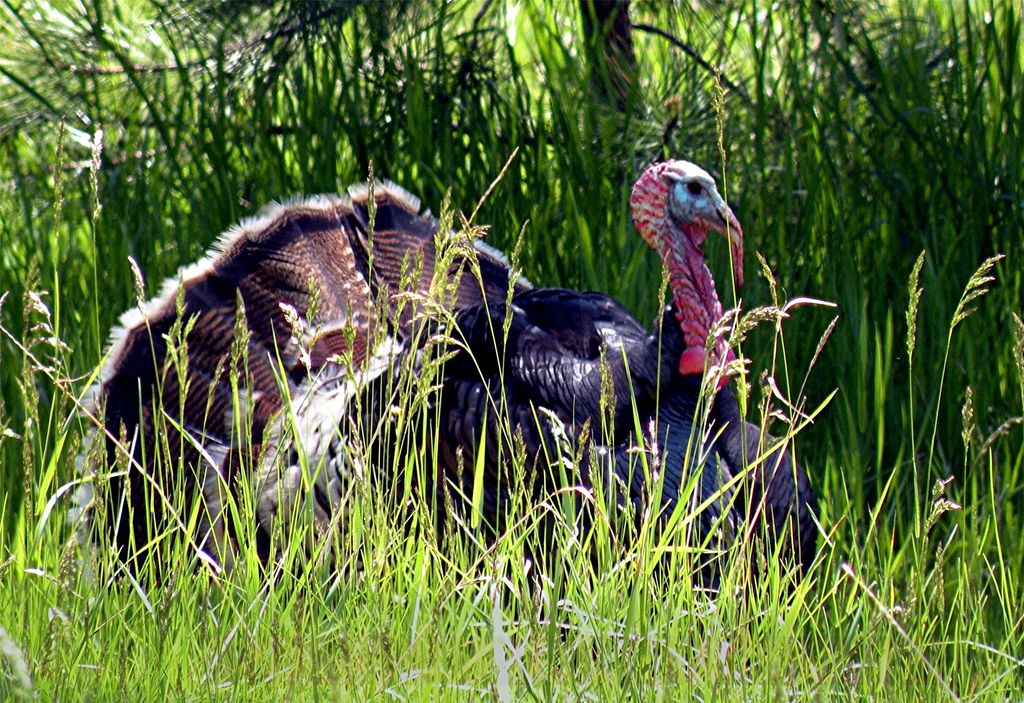 3306 Bears Road, Stevensville, MT 59870 photo 69