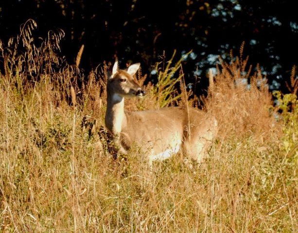 0 New Herman Rd, Lynchburg, TN 37352