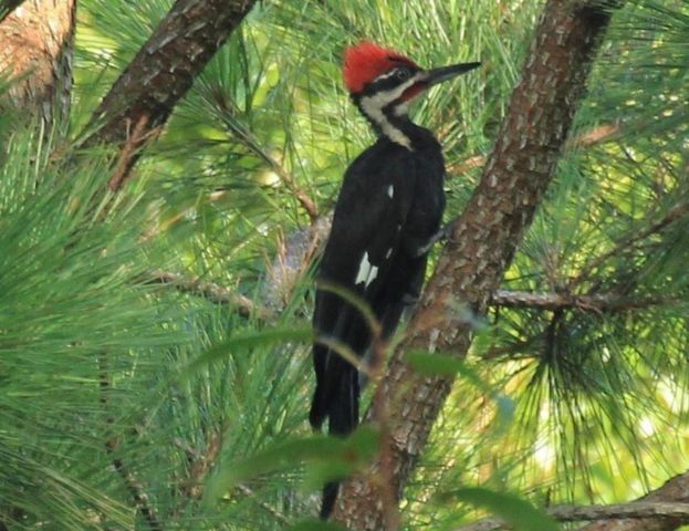 0 New Herman Rd, Lynchburg, TN 37352