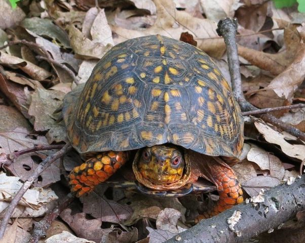 0 New Herman Rd, Lynchburg, TN 37352