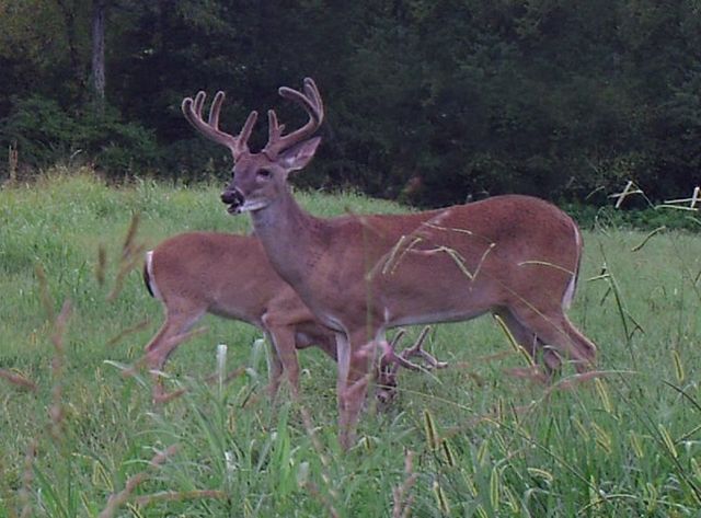 0 New Herman Rd, Lynchburg, TN 37352