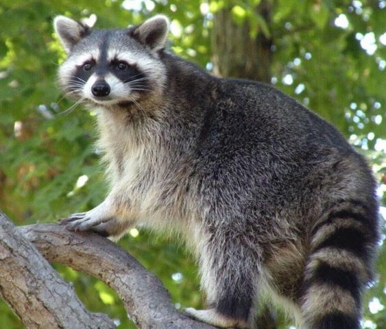 0 New Herman Rd, Lynchburg, TN 37352