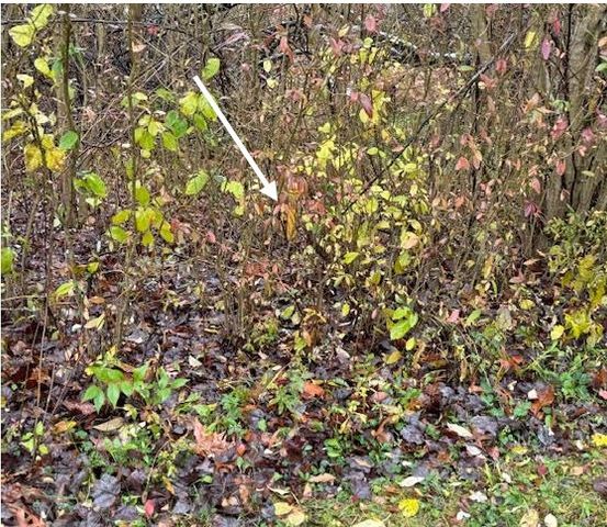 55 Dietrich, Fox Chapel, PA 15238