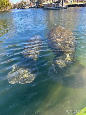 8216 N Upland Drive, Citrus Springs, FL 34434