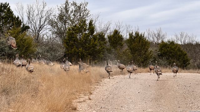 SD 16010 SD, Rocksprings, TX 78880