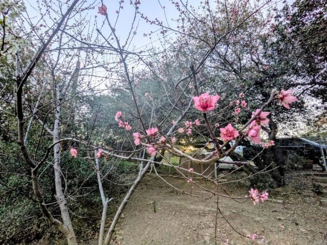 2855 Heliotrope Drive, Julian, CA 92036