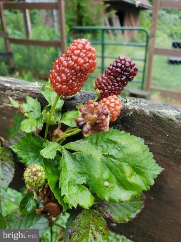 312 TIMBER TRL, Spotsylvania, VA 22551