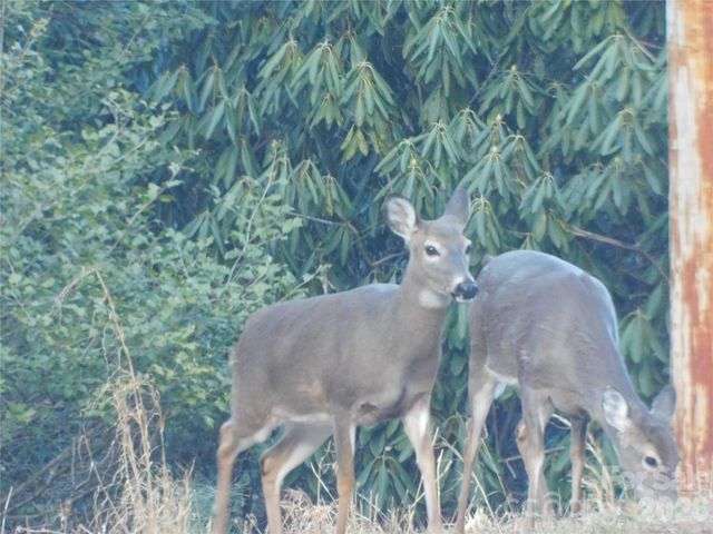 154 Laurel Thicket Drive 98, Brevard, NC 28712