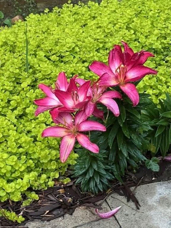 Image 41 of property listing at 2915 Brookwater Drive, Cumming, GA 30041