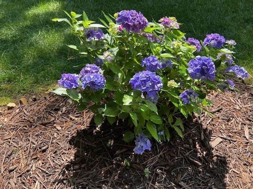 Image 45 of property listing at 2915 Brookwater Drive, Cumming, GA 30041