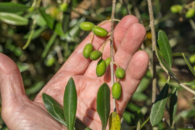 14856 Chalk Hill Rd, Healdsburg, CA 95448