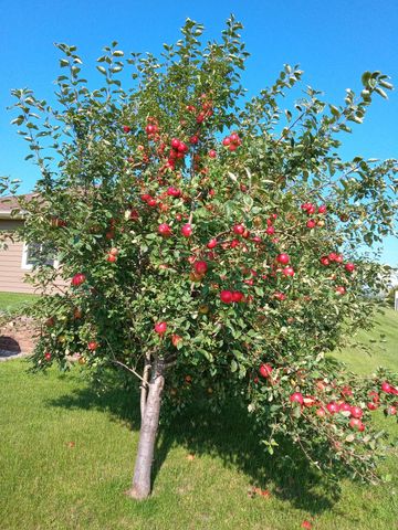 20733 E Dane Prairie Road, Fergus Falls, MN 56537