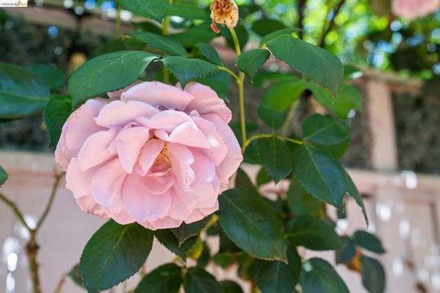 3011 Mayhew Ct 1, Walnut Creek, CA 94597