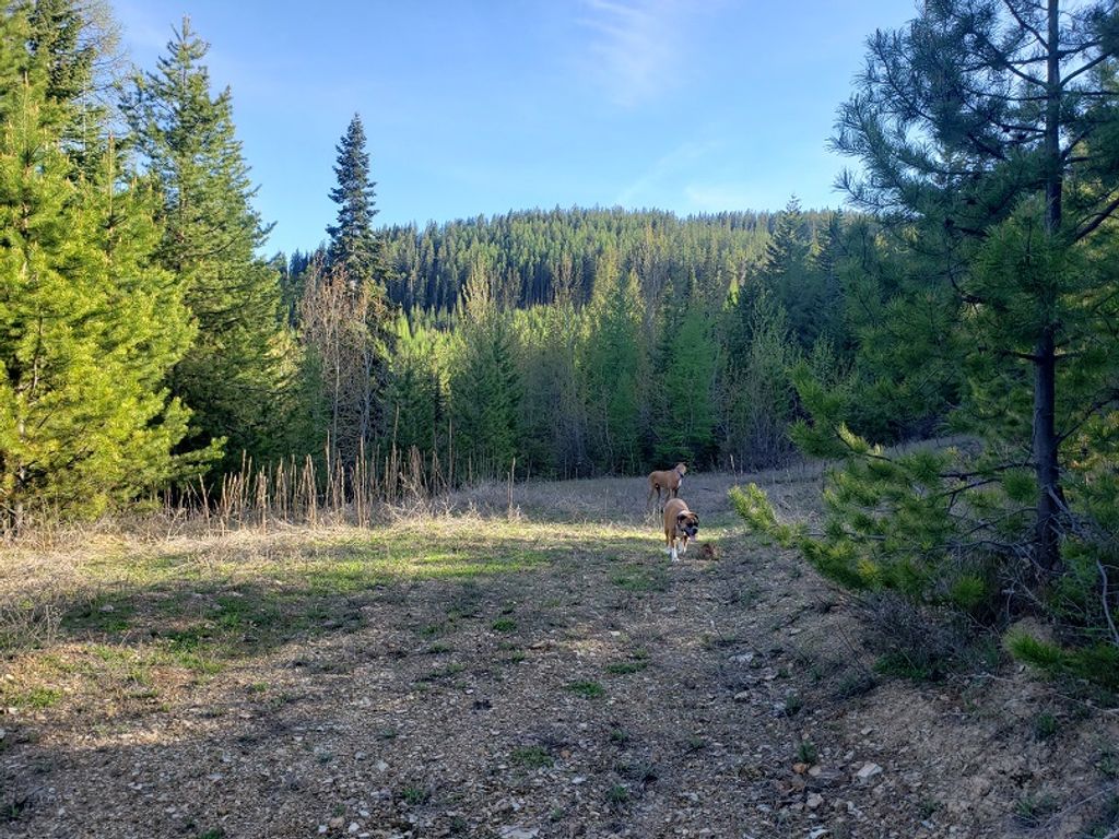 Tract 2 Nine Mile Road, Huson, MT 59846 photo 4
