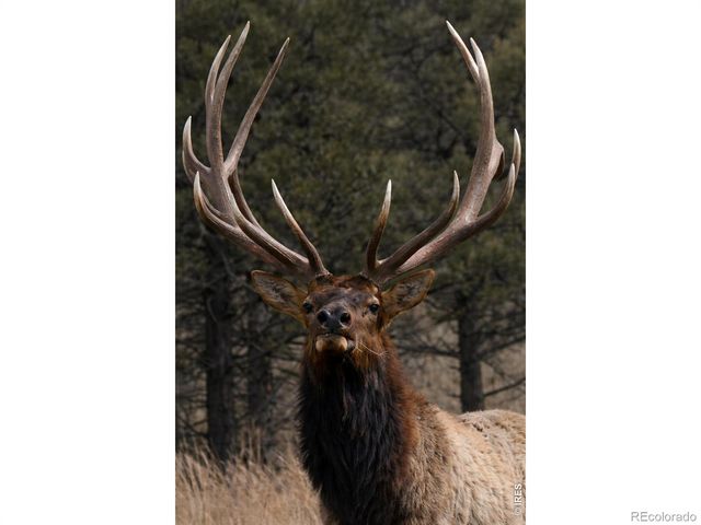 678 Palisade Mountain Drive, Drake, CO 80515