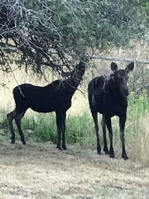 72 Sky Band Trail, Livingston, MT 59047 photo 45