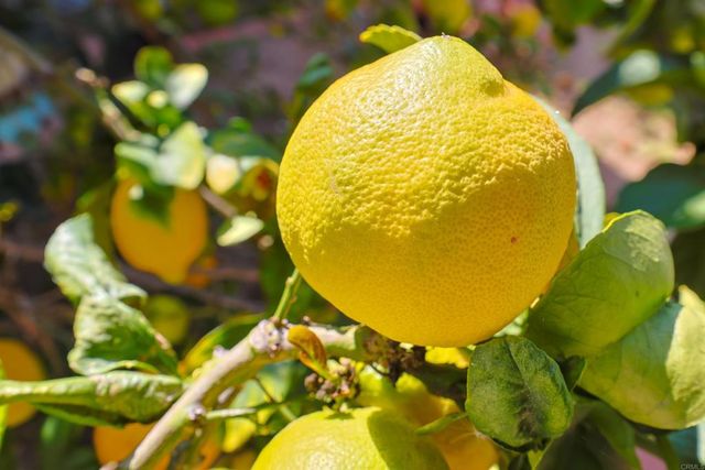 9272 Mesa Vista, La Mesa, CA 91941