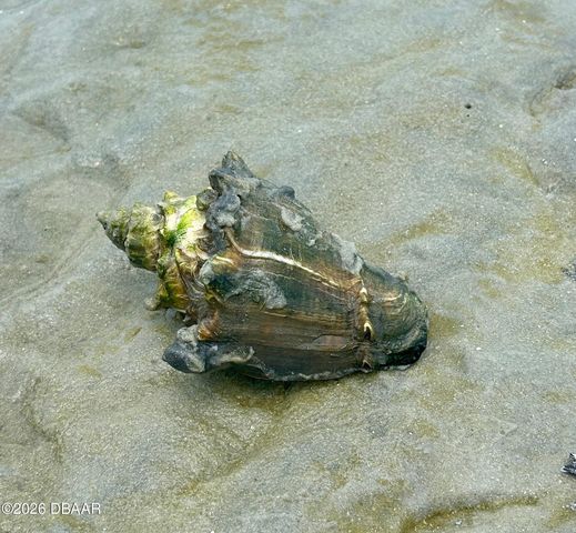 130 Reef Road, South Daytona, FL 32119