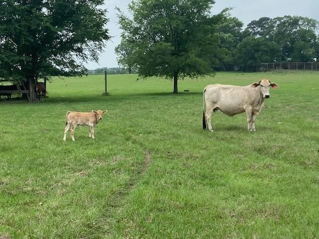 17139 Cr 319, Navasota, TX 77868