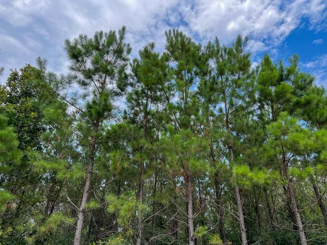 35 Highway 94 Road, Groveton, TX 75845