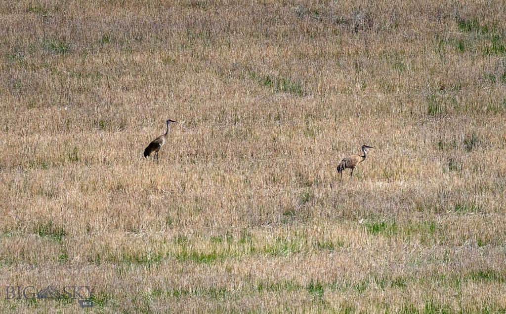 NHN Suce Creek Road, Livingston, MT 59047 photo 14