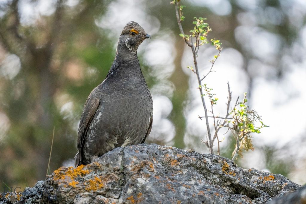 NHN Suce Creek Road, Livingston, MT 59047 photo 3