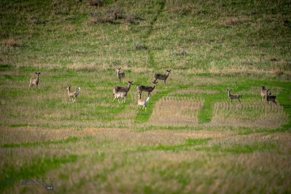 NHN Suce Creek Road, Livingston, MT 59047 photo 5