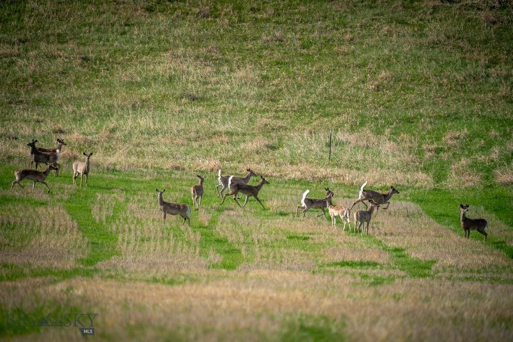 NHN Suce Creek Road, Livingston, MT 59047 photo 6