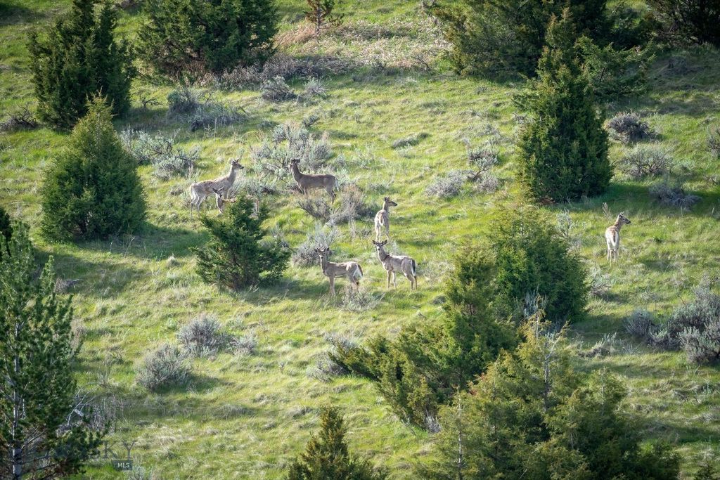 NHN Suce Creek Road, Livingston, MT 59047 photo 7